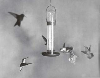 Dr. Harold Edgerton - Hummingbirds at Feeder