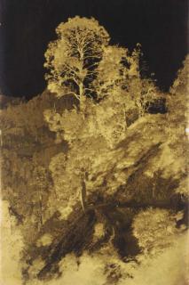 Dr. John Murray - Tree study