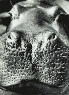 Dr. Paul Wolff - Selected images, circa 1930