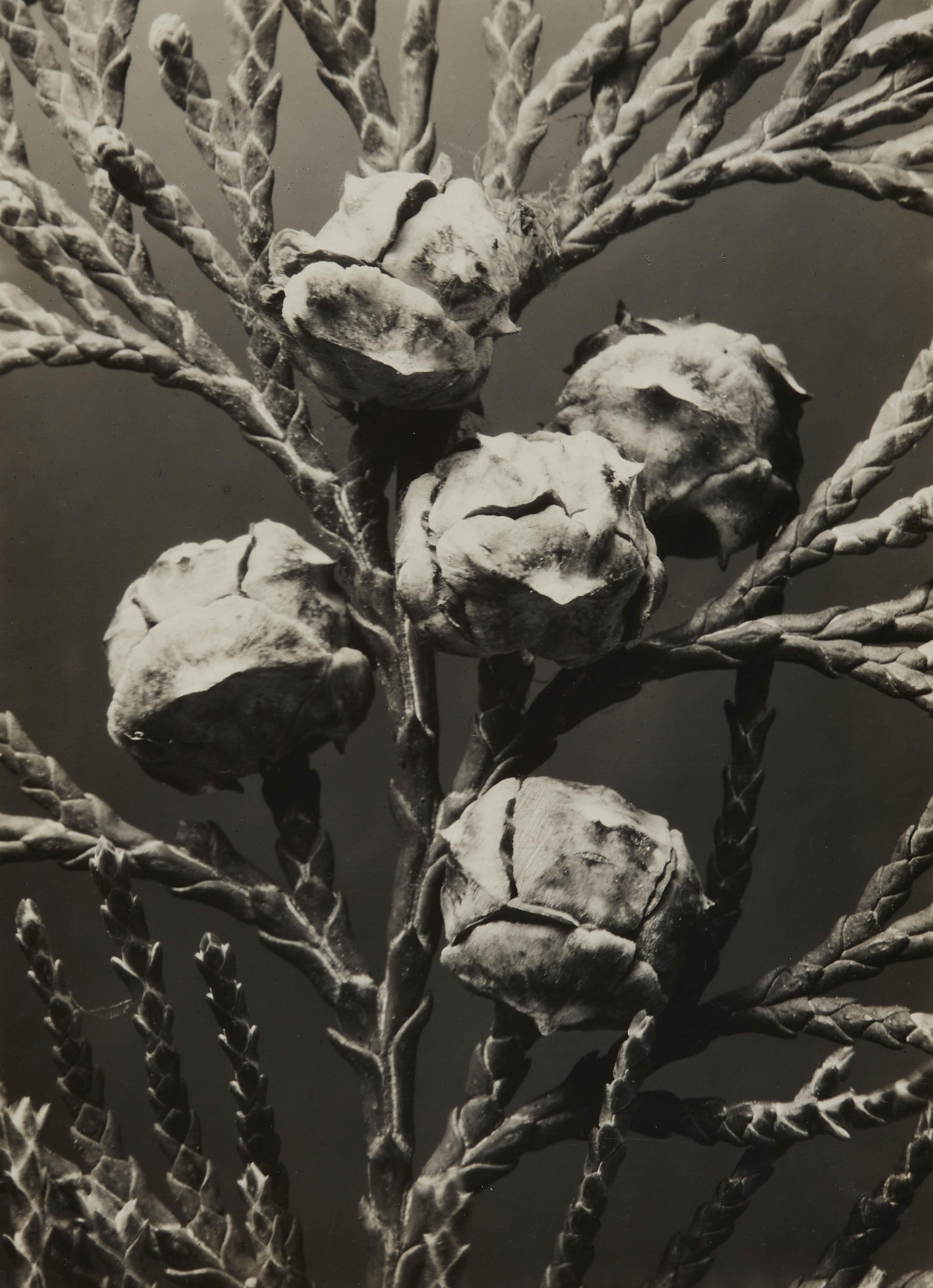 Dr. Paul Wolff - Zypressenartiger Lebensbaum