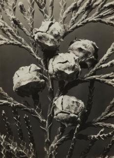 Dr. Paul Wolff - Zypressenartiger Lebensbaum