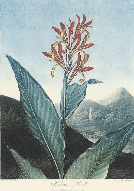 Dr Robert John Thornton - Indian Reed; The oblique-leaved Begonia; and American Bog-Plant, by Caldwall and Sutherland