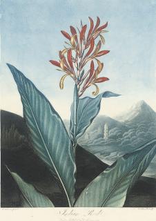 Dr Robert John Thornton - Indian Reed; The oblique-leaved Begonia; and American Bog-Plant, by Caldwall and Sutherland