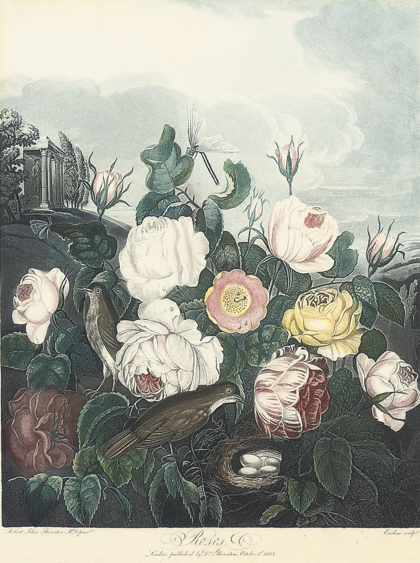 Dr Robert John Thornton - Roses; and The oblique-leaved Begonia, by Earlom and Caldwall