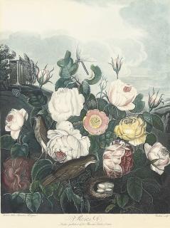 Dr Robert John Thornton - Roses; and The oblique-leaved Begonia, by Earlom and Caldwall