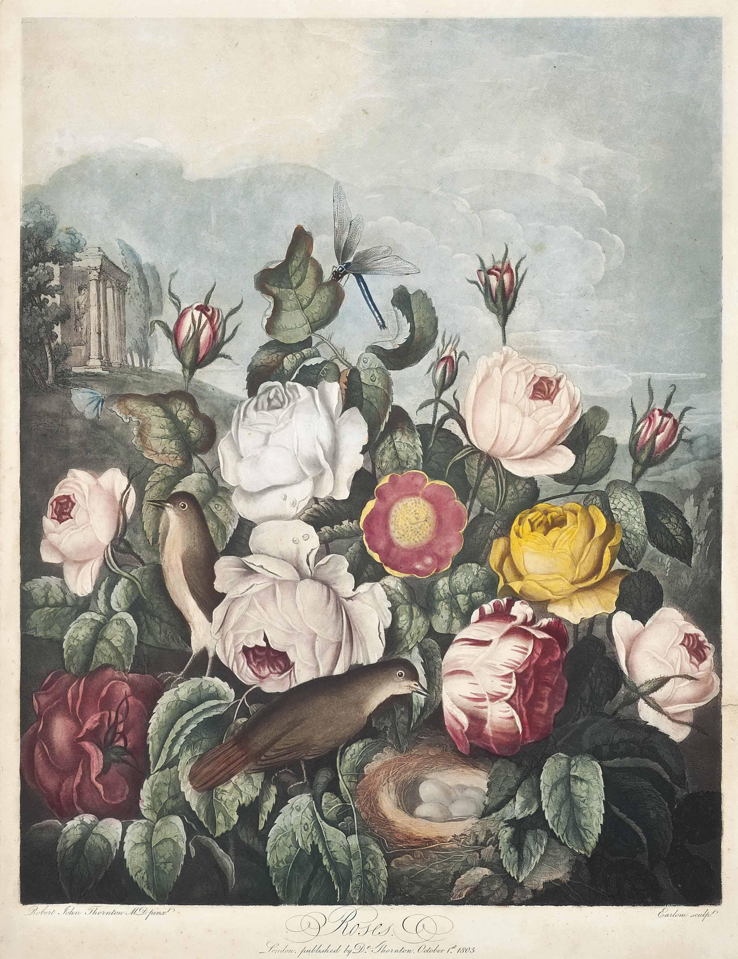 Dr Robert John Thornton - Roses, by Earlom