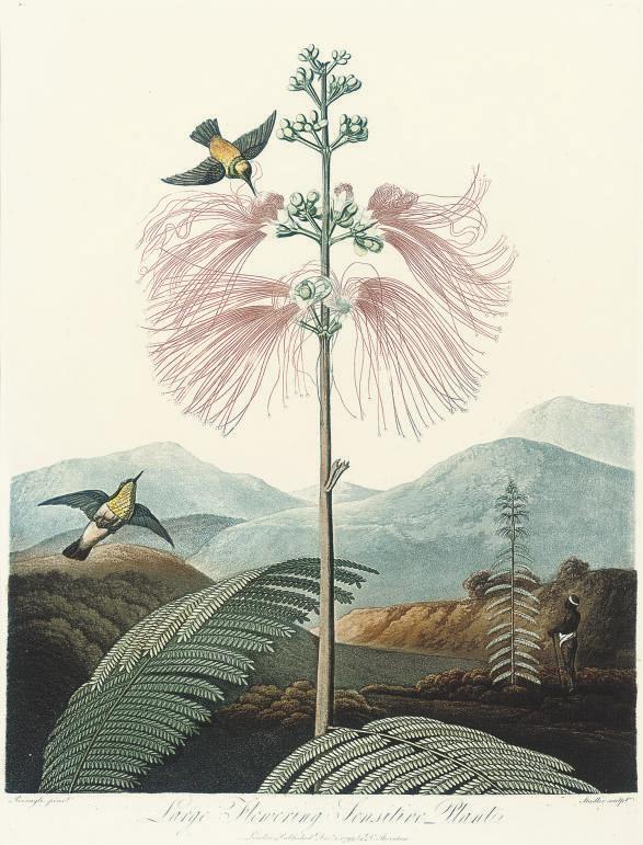 Dr Robert John Thornton - The American Cowslip; Large Flowering Sensitive Plant; and The American Aloe, by Warner, Stadler and Medland