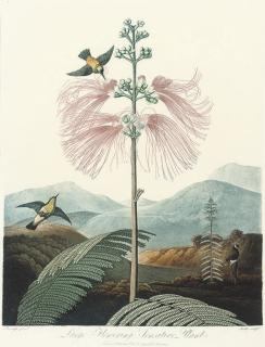 Dr Robert John Thornton - The American Cowslip; Large Flowering Sensitive Plant; and The American Aloe, by Warner, Stadler and Medland