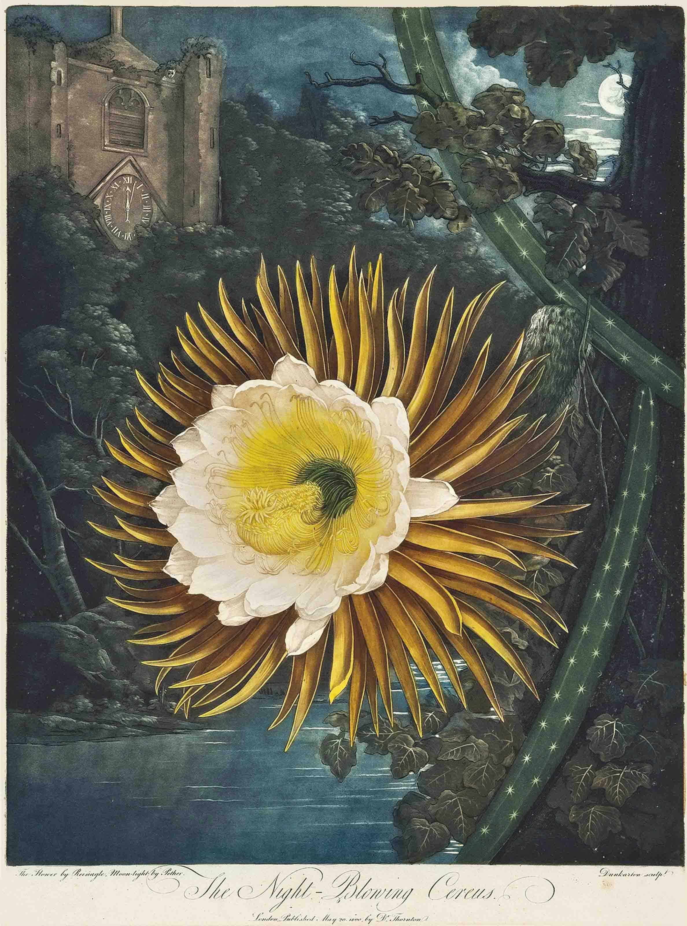 Dr Robert John Thornton - The Night-Blowing Cereus, by Dunkarton