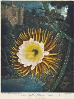 Dr Robert John Thornton - The Night-Blowing Cereus, by Dunkarton