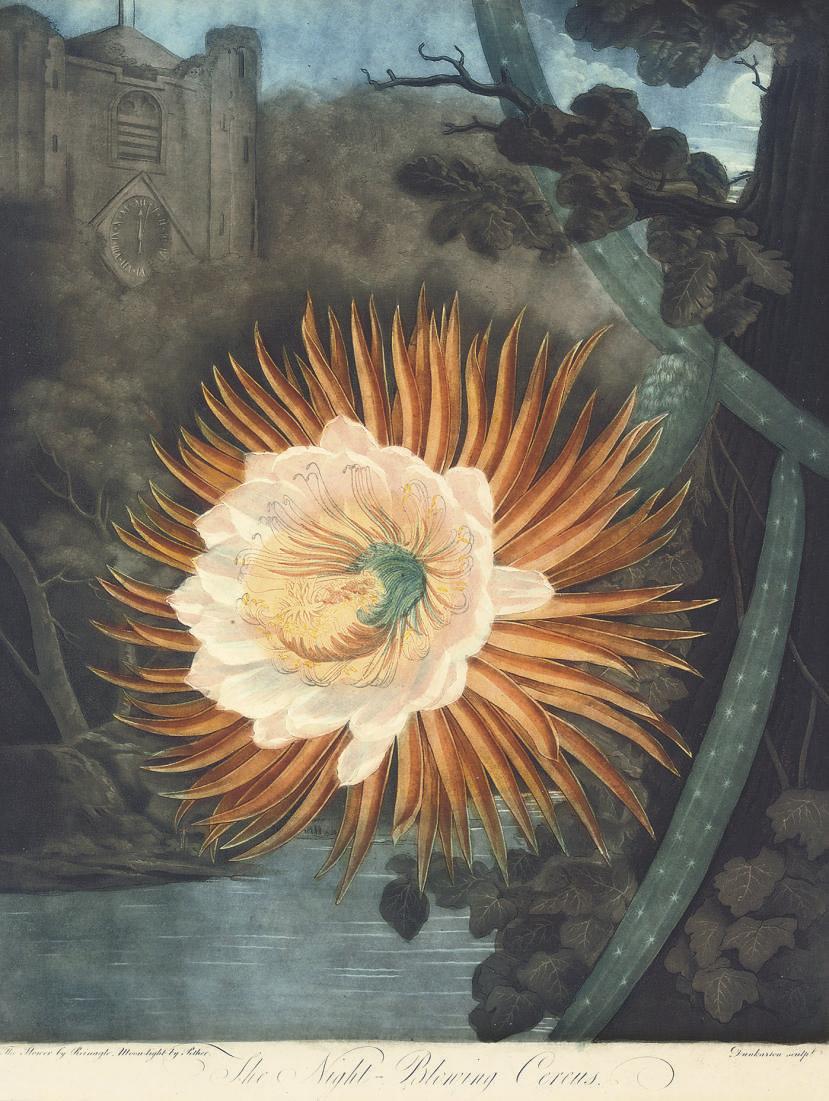 Dr Robert John Thornton - The Night-Blowing Cereus, by Dunkarton