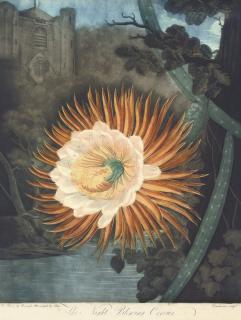 Dr Robert John Thornton - The Night-Blowing Cereus, by Dunkarton