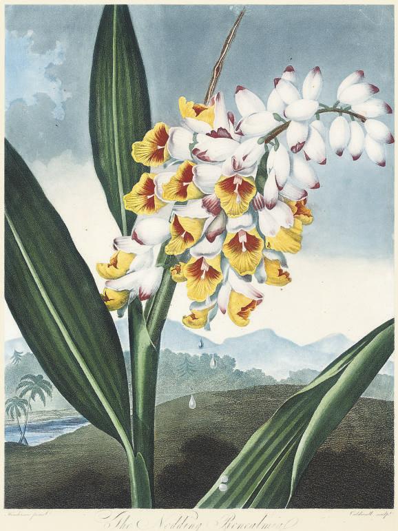 Dr Robert John Thornton - The Nodding Renealmia, by Caldwell