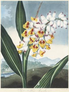 Dr Robert John Thornton - The Nodding Renealmia, by Caldwell