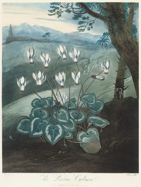 Dr Robert John Thornton - The Persian Cyclamen; A Group of Carnations; and The Maggot-bearing Stapelia
