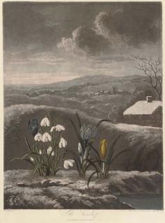 Dr Robert John Thornton - The Snowdrop; and Thou divine Linnaeus, by W.Ward and T.Burke