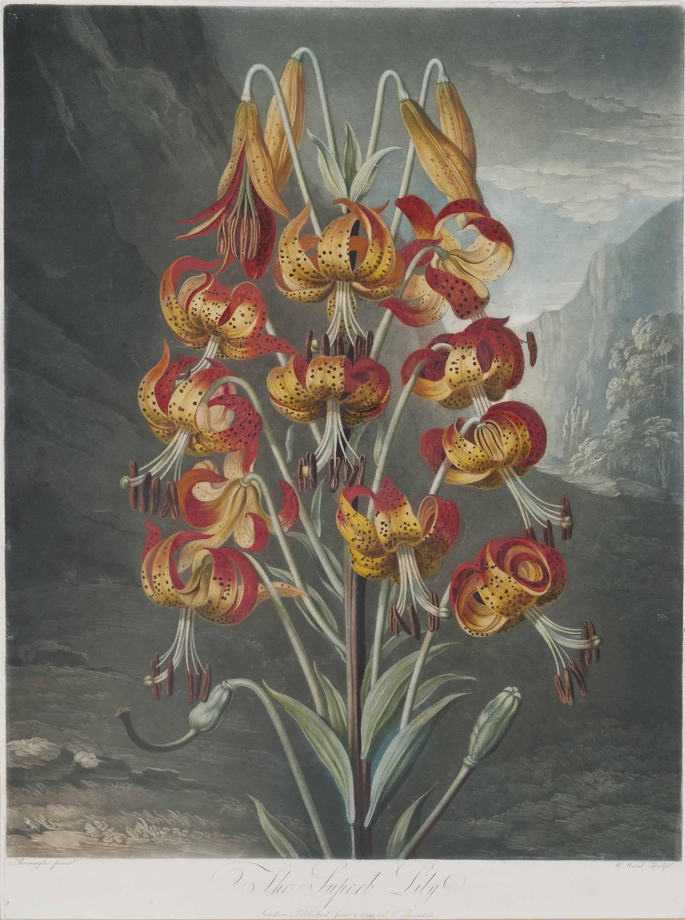 Dr Robert John Thornton - The Superb Lily, By William Ward