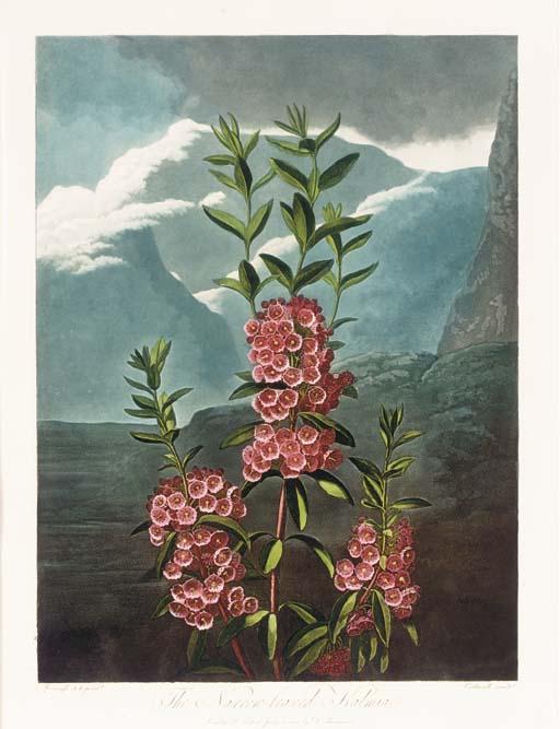 Dr. Robert John Thornton - The Temple of Flora: The Narrow-Leaved Kalmia