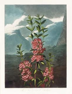 Dr. Robert John Thornton - The Temple of Flora: The Narrow-Leaved Kalmia