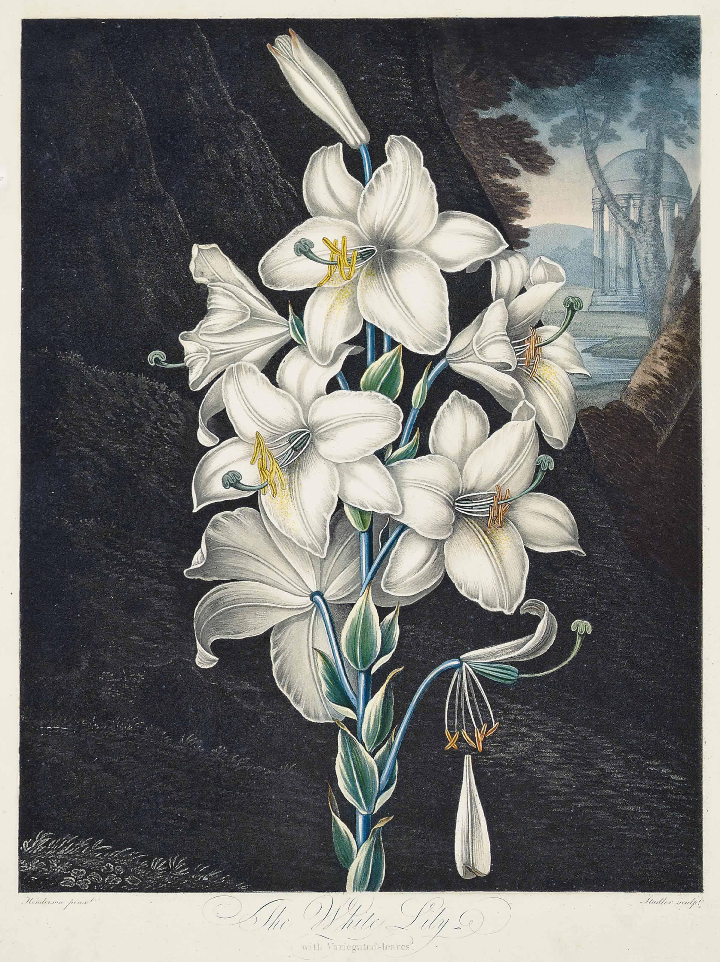 Dr Robert John Thornton - The White Lily with Variegated-leaves, Stadler
