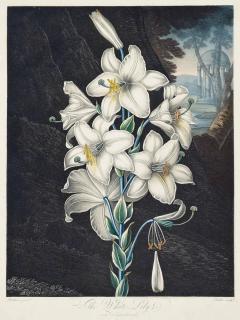 Dr Robert John Thornton - The White Lily with Variegated-leaves, Stadler
