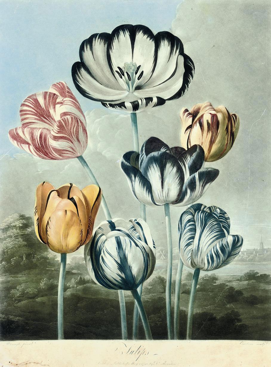 Dr Robert John Thornton - Tulips; and A group of Carnations