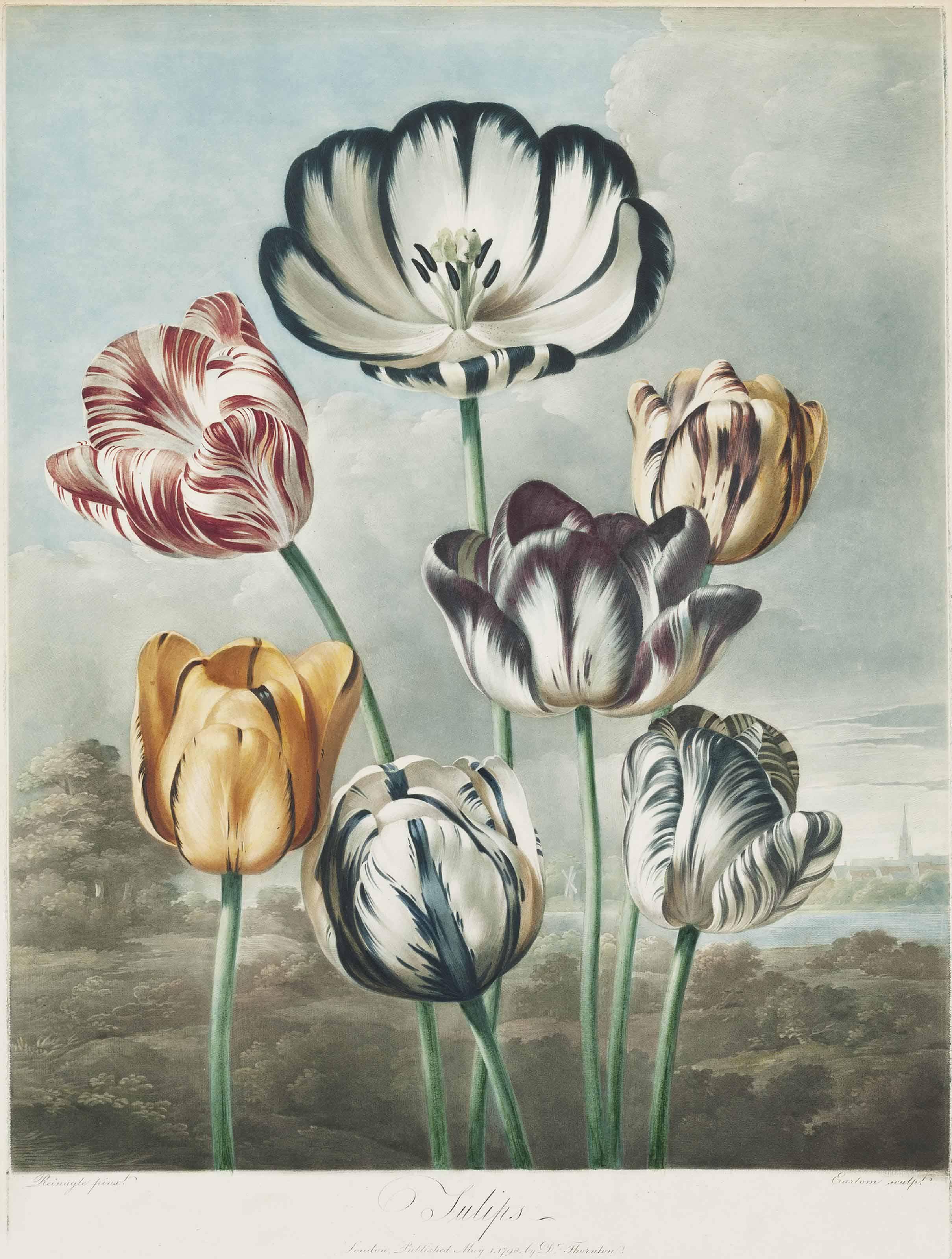 Dr Robert John Thornton - Tulips