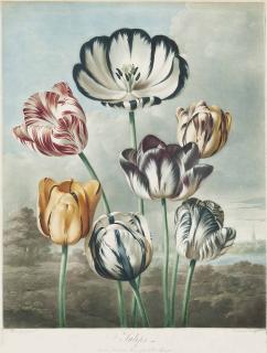 Dr Robert John Thornton - Tulips