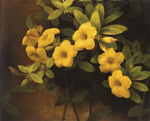 Dullah - Allamanda