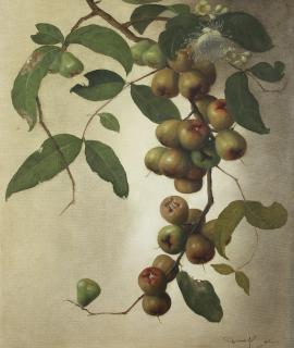 Dullah - Still Life, Jambu