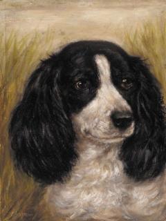 E. Aistrop - A spaniel