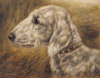 E. Aistrop - Bedlington terrier Champion Beaconsfield Technical