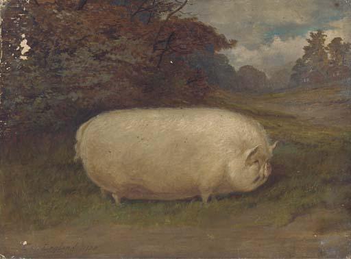 E. S. England - A Prize Sow