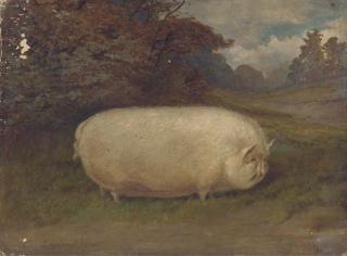 E. S. England - A Prize Sow