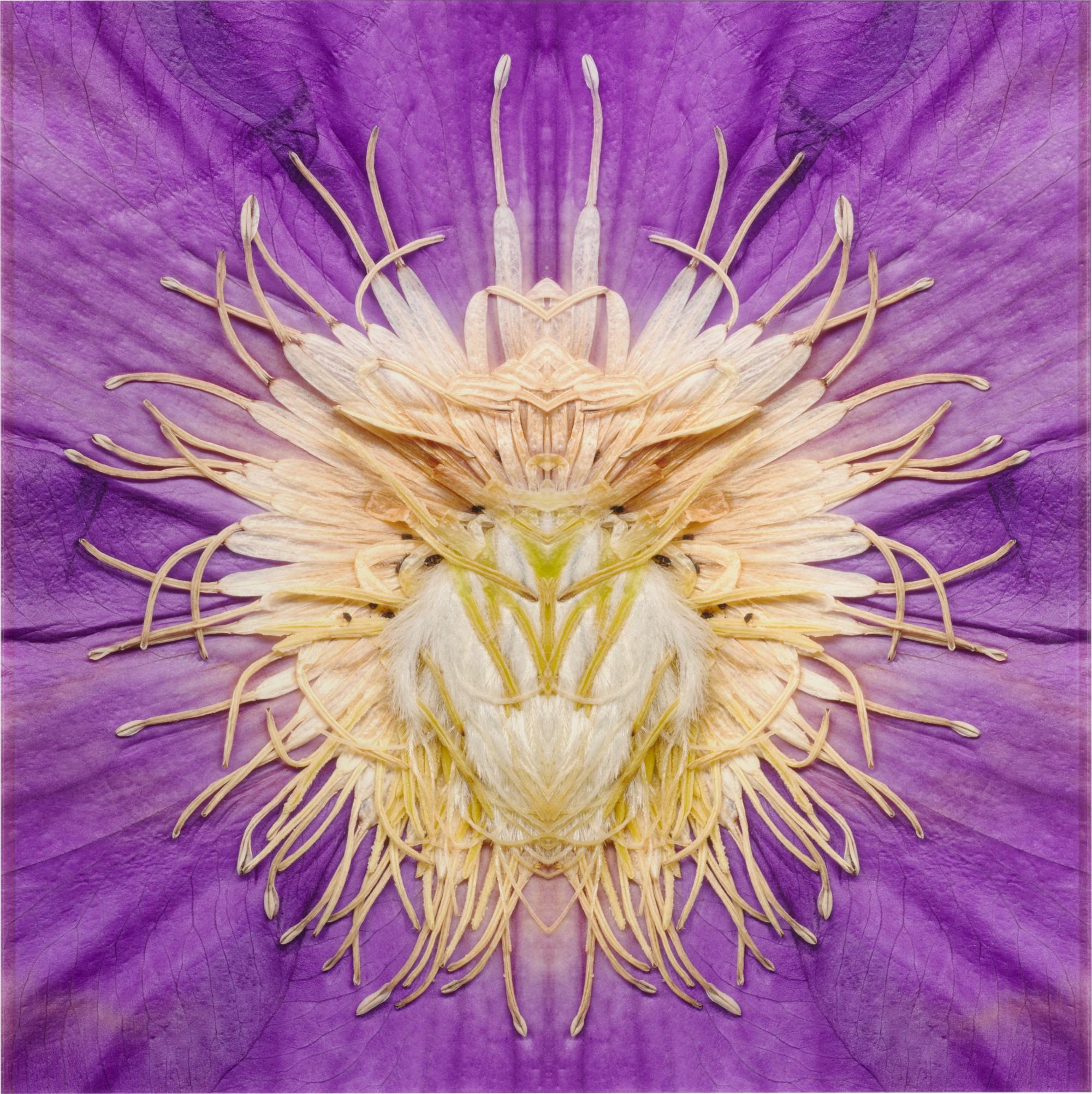 E. V. Day - Clematis