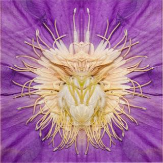 E. V. Day - Clematis