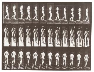 Eadweard Muybridge - Animal Locomotion, Plate 116, 1887