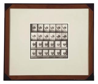 Eadweard Muybridge - Animal Locomotion, plate 773, 1887