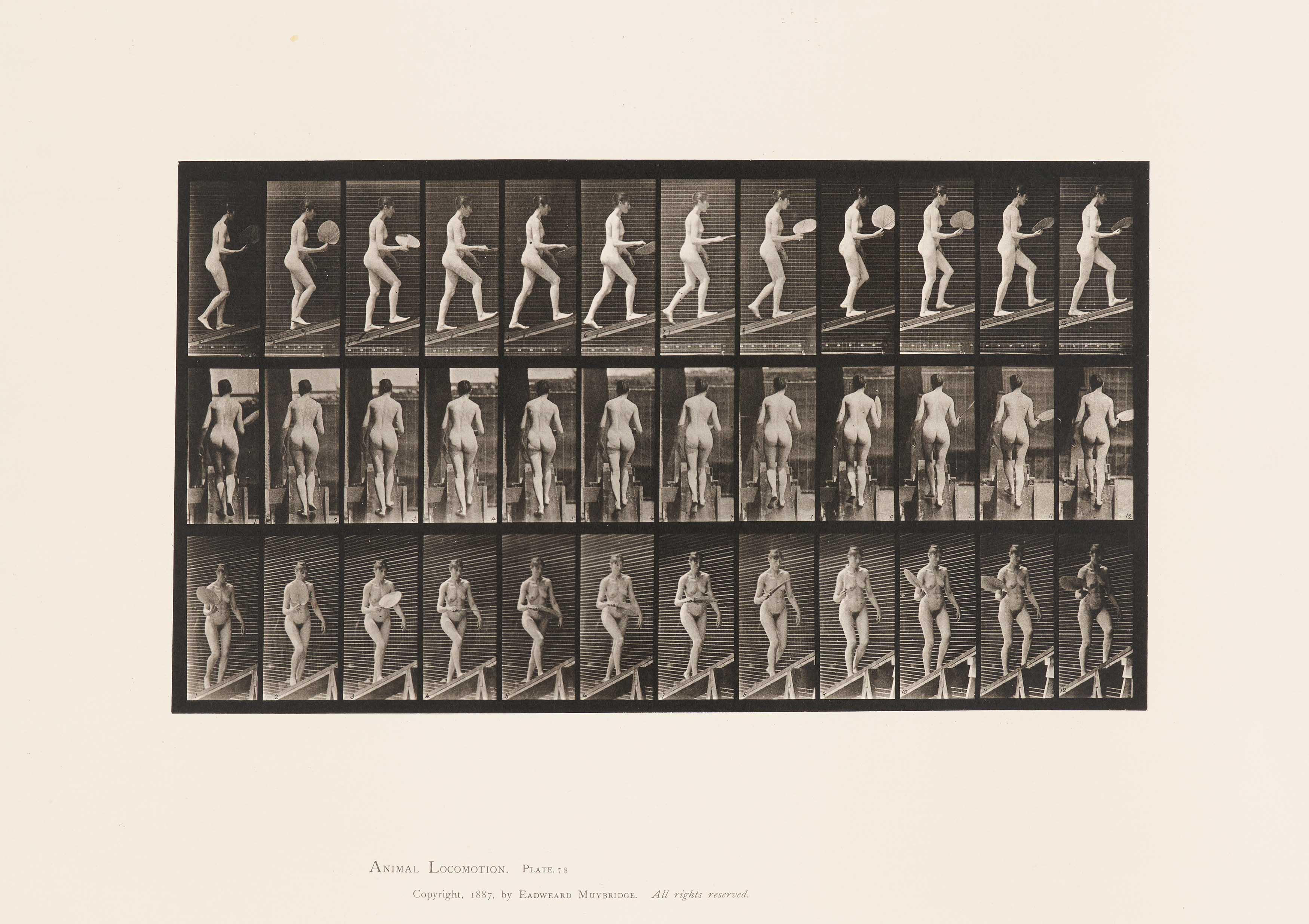 Eadweard Muybridge - Animal Locomotion (Plate 78).