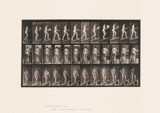 Eadweard Muybridge - Animal Locomotion (Plate 78).