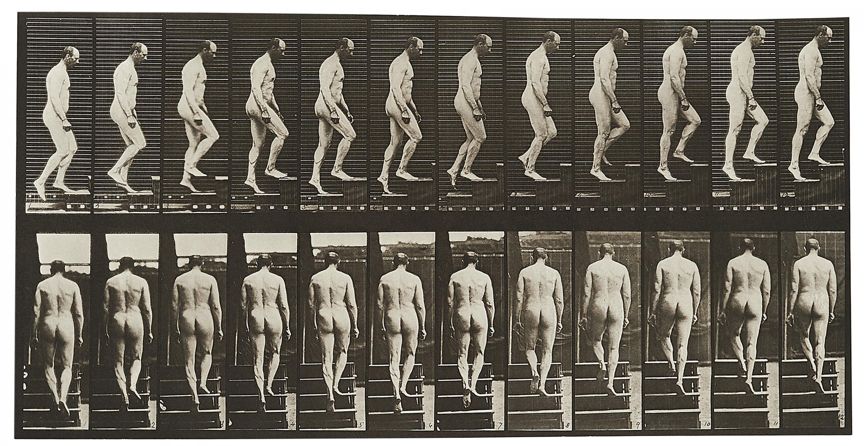 Eadweard Muybridge - Animal Locomotion (Plate 89).
