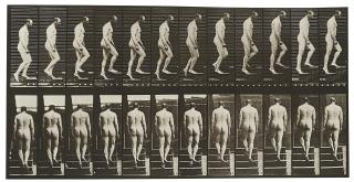 Eadweard Muybridge - Animal Locomotion (Plate 89).