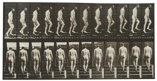 Eadweard Muybridge - Animal Locomotion (Plate 89)