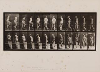 Eadweard Muybridge - Animal Locomotion (plate 98)