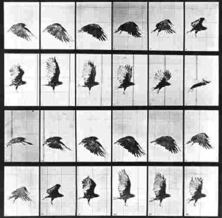 Eadweard Muybridge - Bird in flight; and Cat leaping
