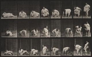 Eadweard Muybridge - Plate 268 from \