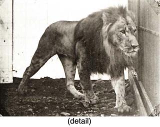 Eadweard Muybridge - Selected images from Animal Locomotion, 1887