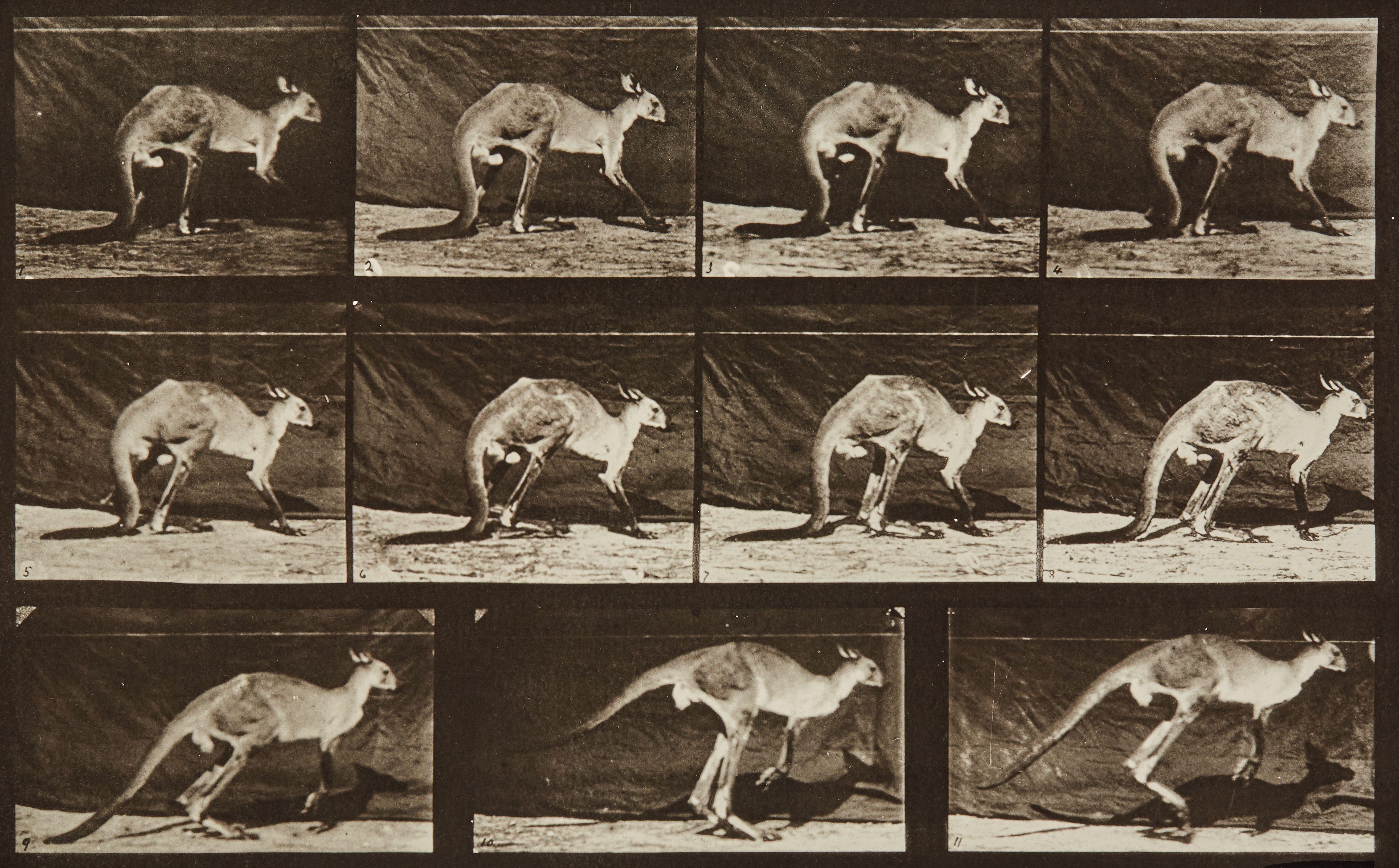 Eadweard Muybridge - Selected images from \