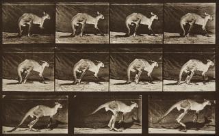 Eadweard Muybridge - Selected images from \