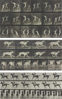 Eadweard Muybridge - Selected Motion Studies